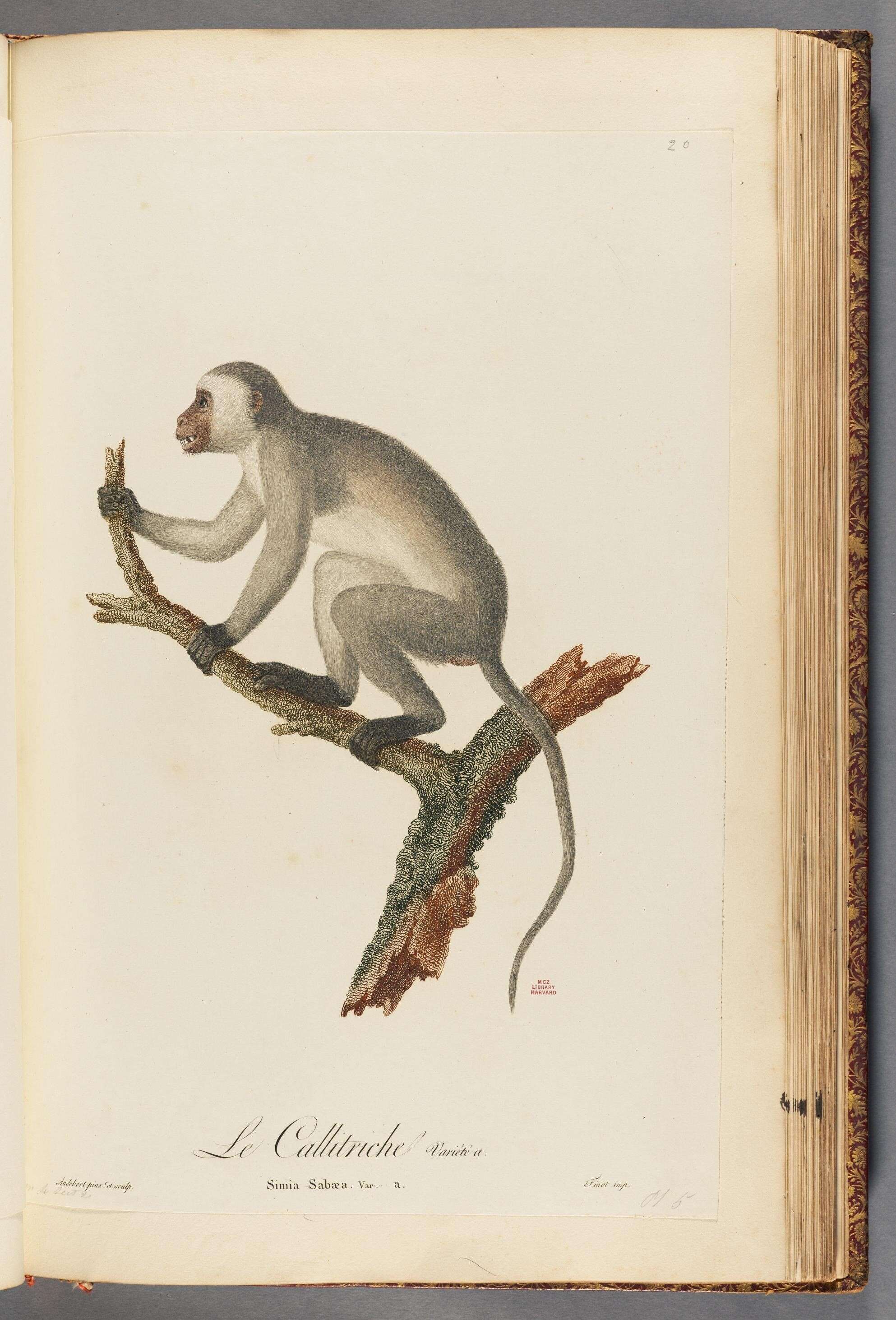 Sivun Chlorocebus sabaeus (Linnaeus 1766) kuva