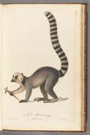 Image de Lemur Linnaeus 1758