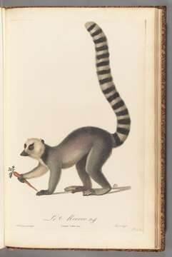 Image of Lemur Linnaeus 1758