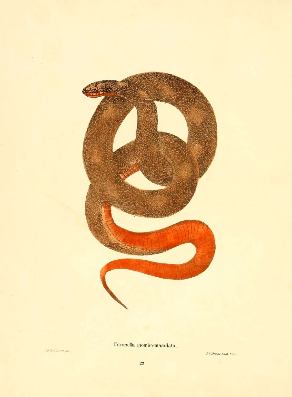 Image of Lampropeltis calligaster rhombomaculata (Holbrook 1840)