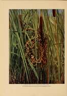 Image of Marsh Wren