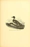 Image of pintail, northern pintail