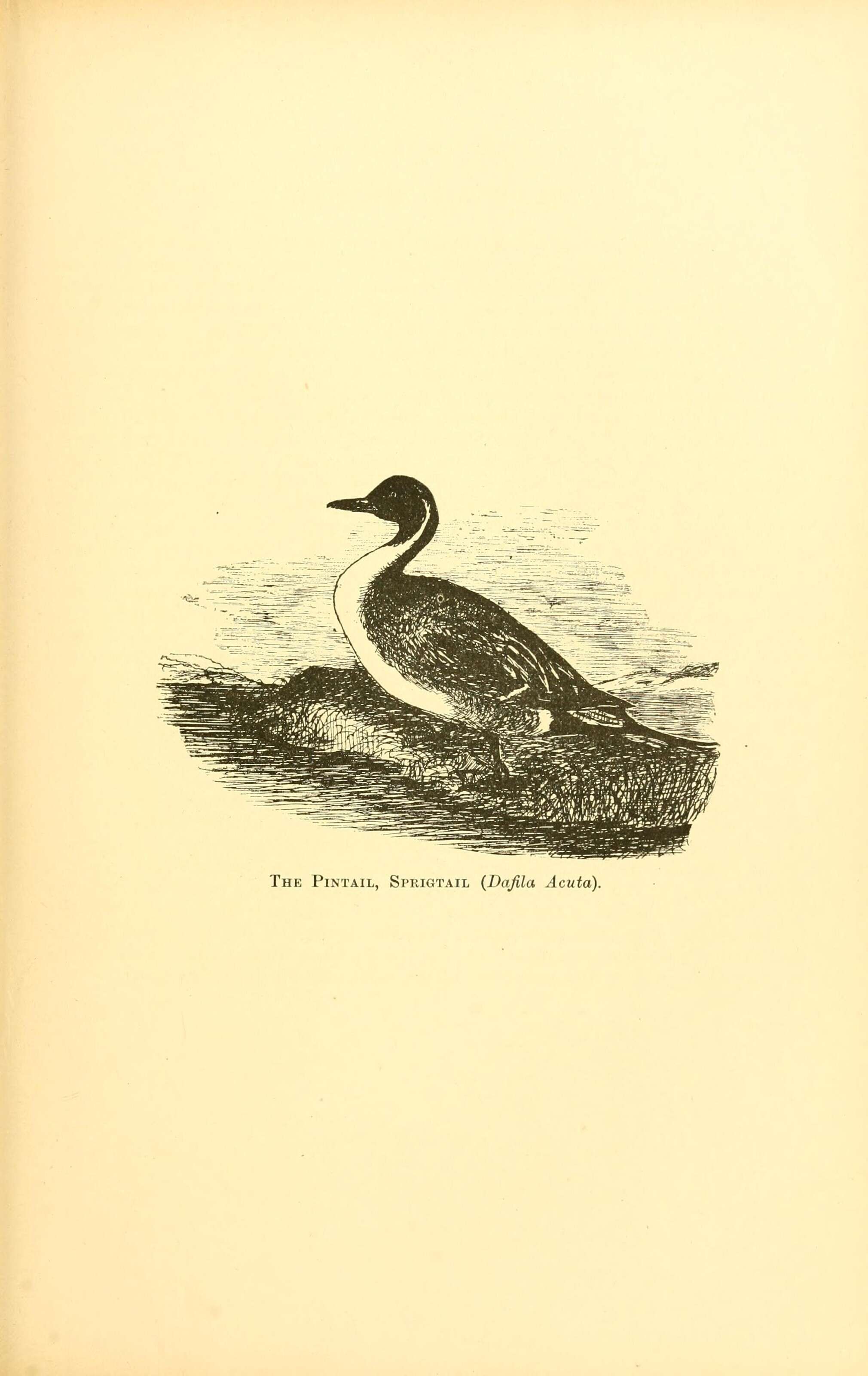 Image of pintail, northern pintail