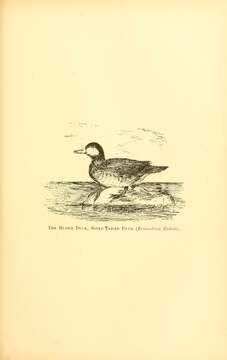 Image of Oxyura Bonaparte 1828