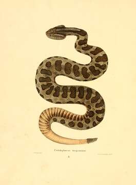 Image of Sistrurus tergeminus tergeminus (Say ex James 1823)