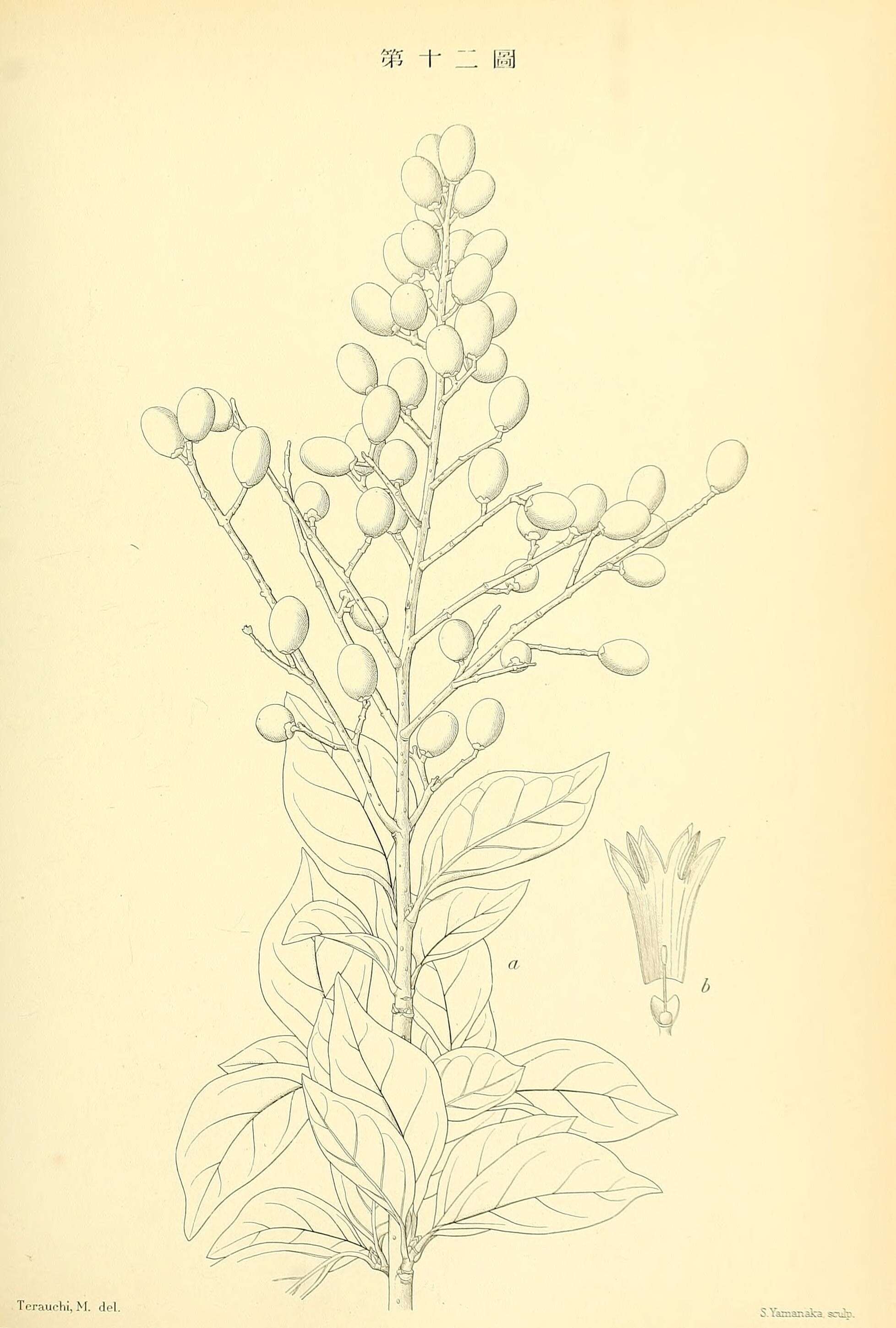 Image of California privet