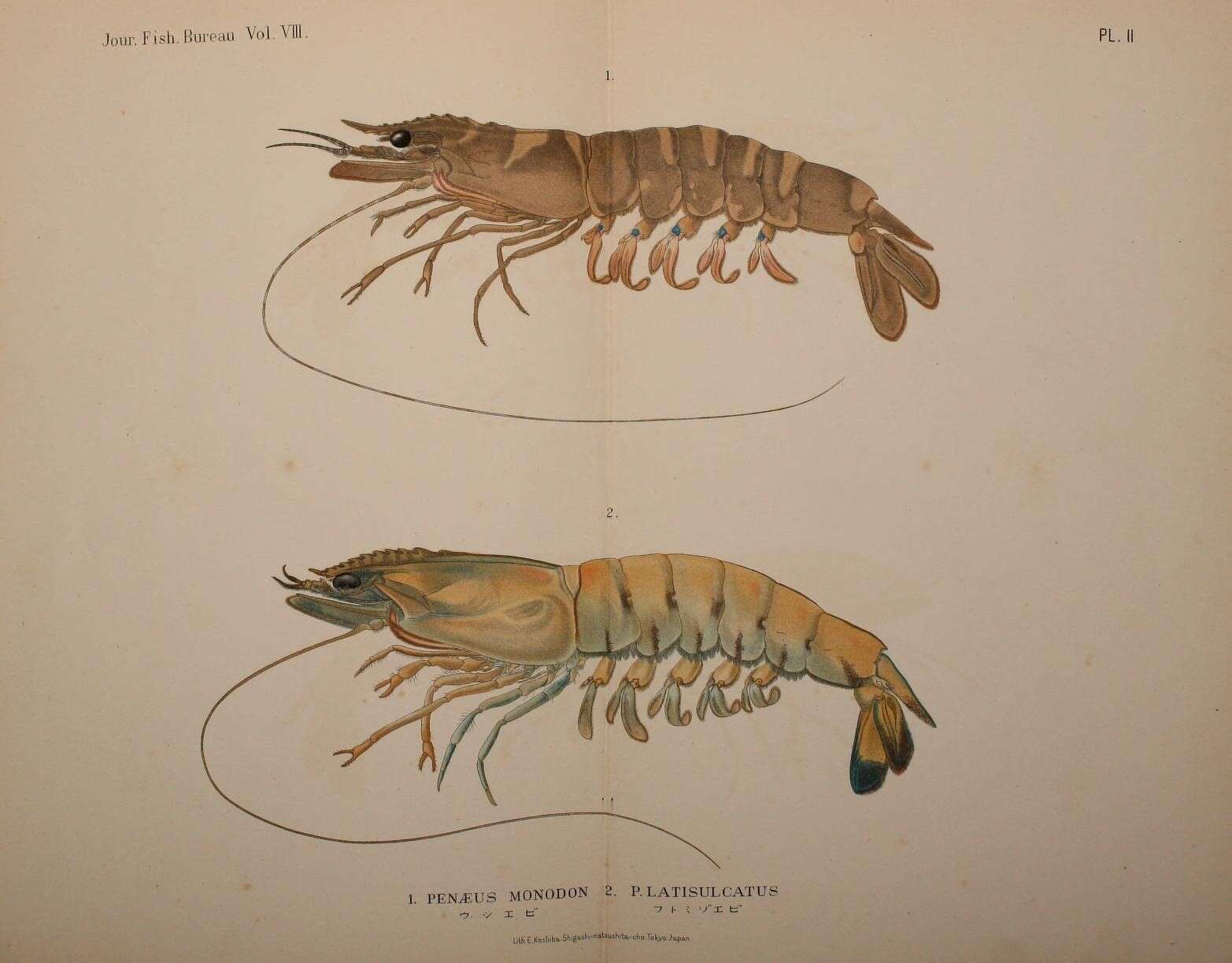 Image of Penaeus Fabricius 1798