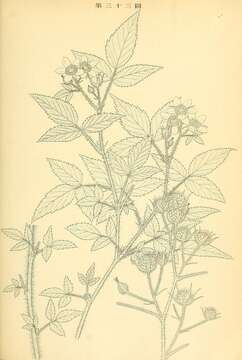 Imagem de Rubus idaeus L.