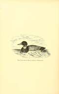 Image of Canvasback