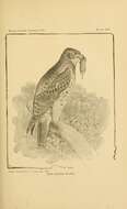 Image of Buteo Lacépède 1799