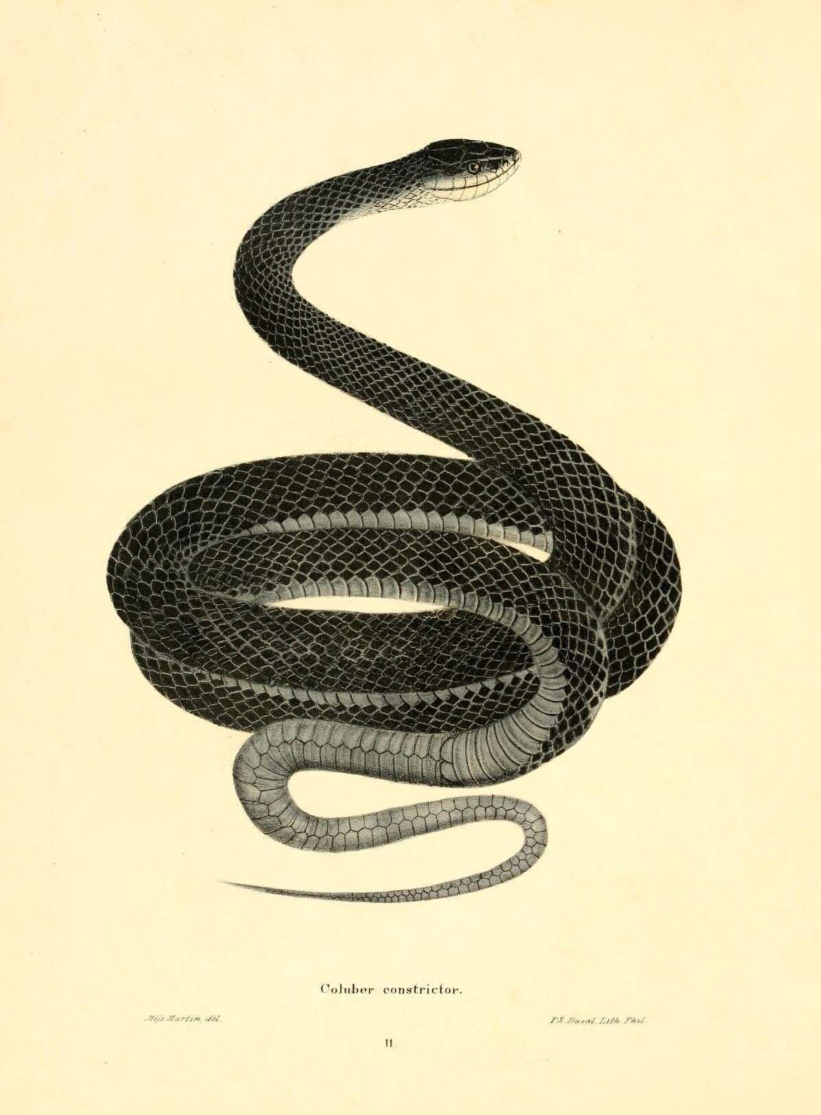 Image of Eastern Racer