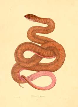 Image of Baja California Coachwhip