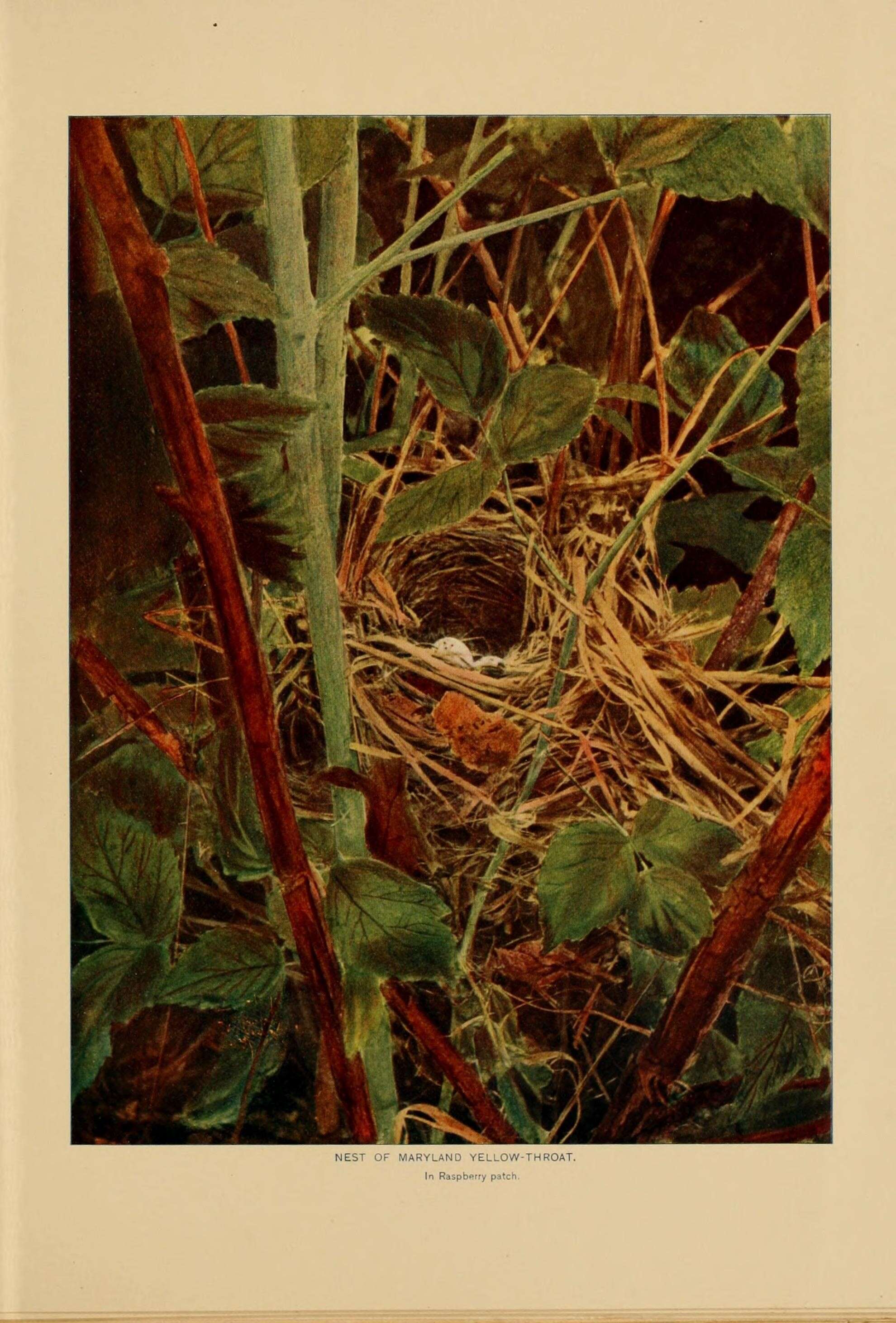 Image of Common Yellowthroat