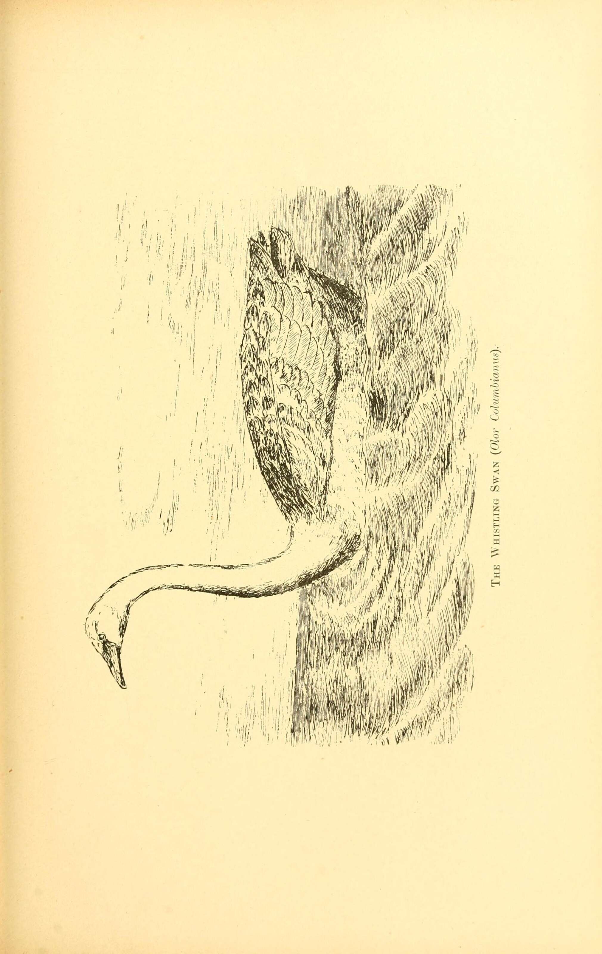 Image of Bewick's Swan