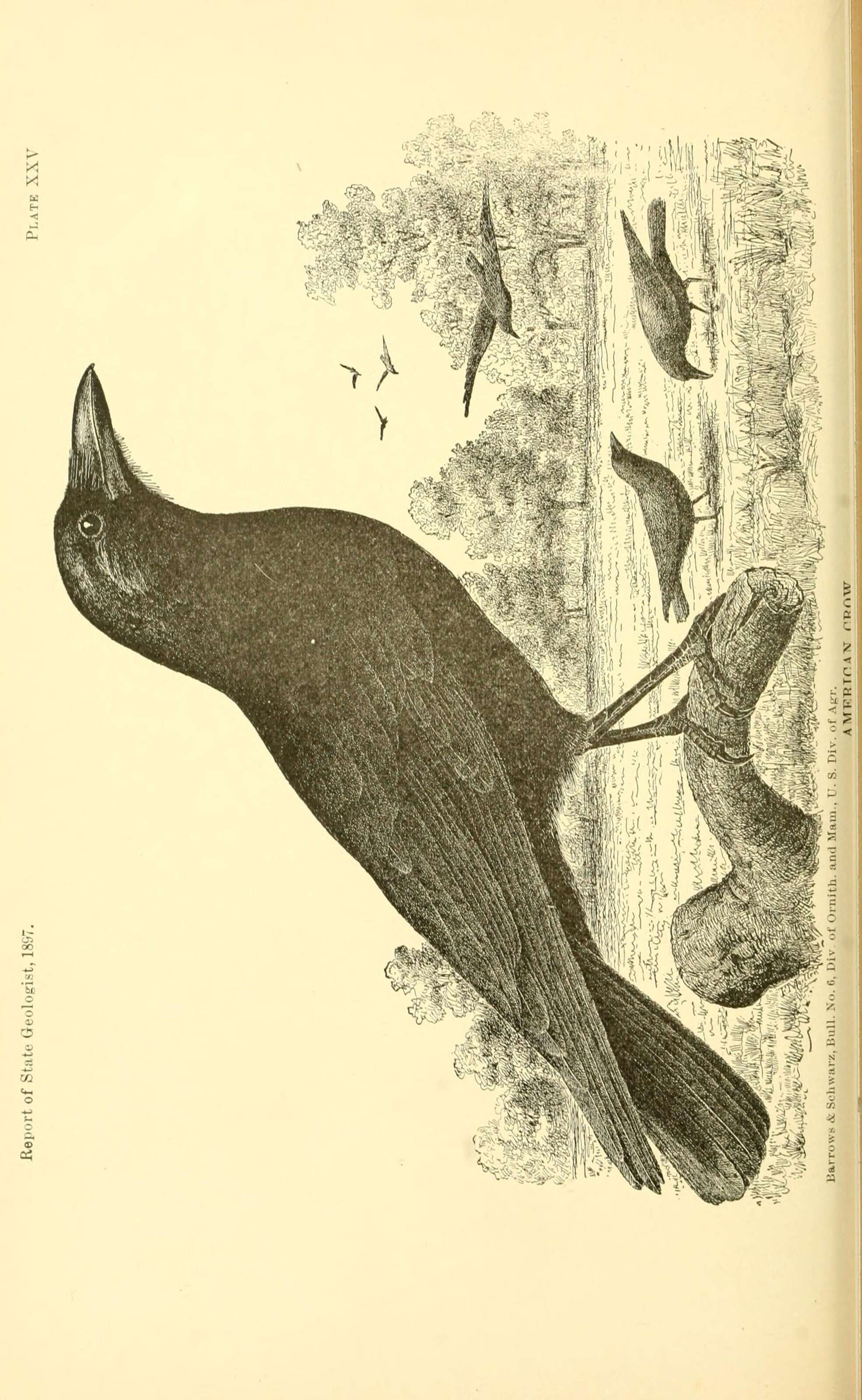 Слика од Corvus brachyrhynchos Brehm & CL 1822