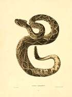 Image of Eastern Diamond-backed Rattlesnake