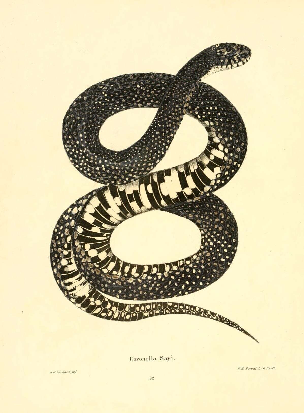 Image of Pituophis catenifer sayi (Schlegel 1837)