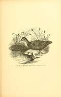 Image of American Black Duck