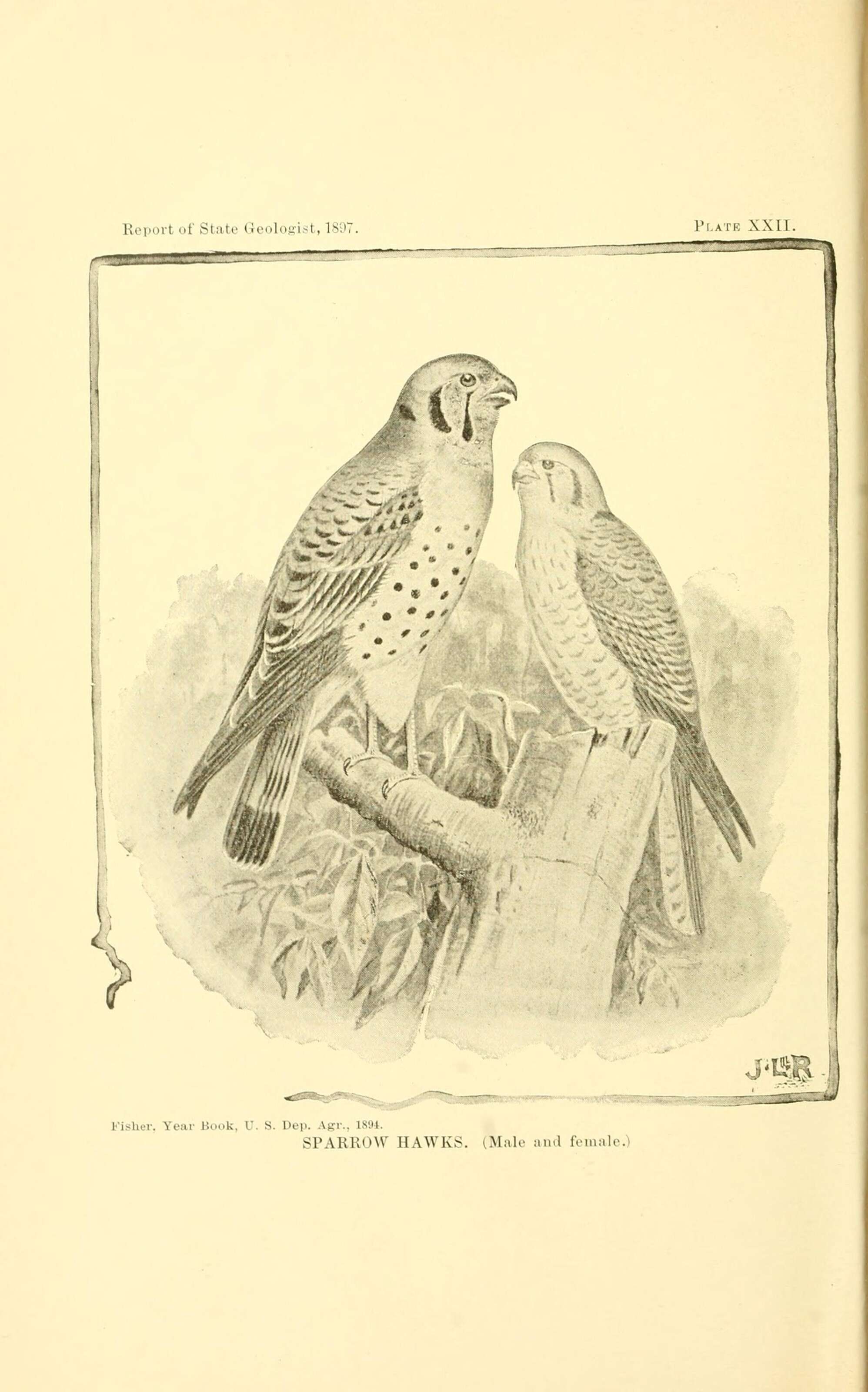 Image of American Kestrel