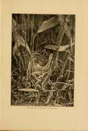 Image of Common Yellowthroat