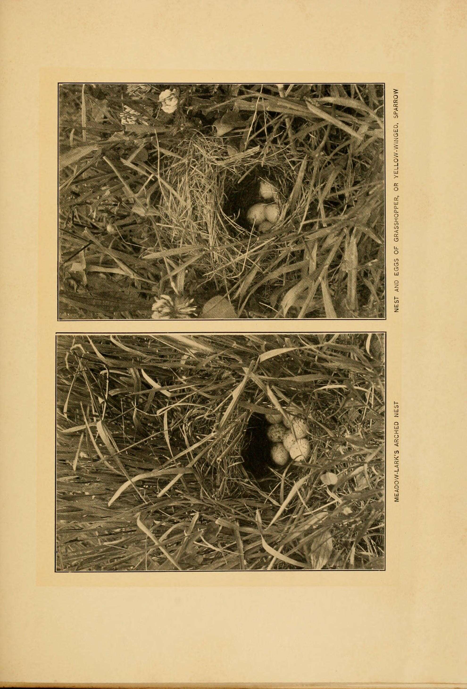 Image of Eastern Meadowlark