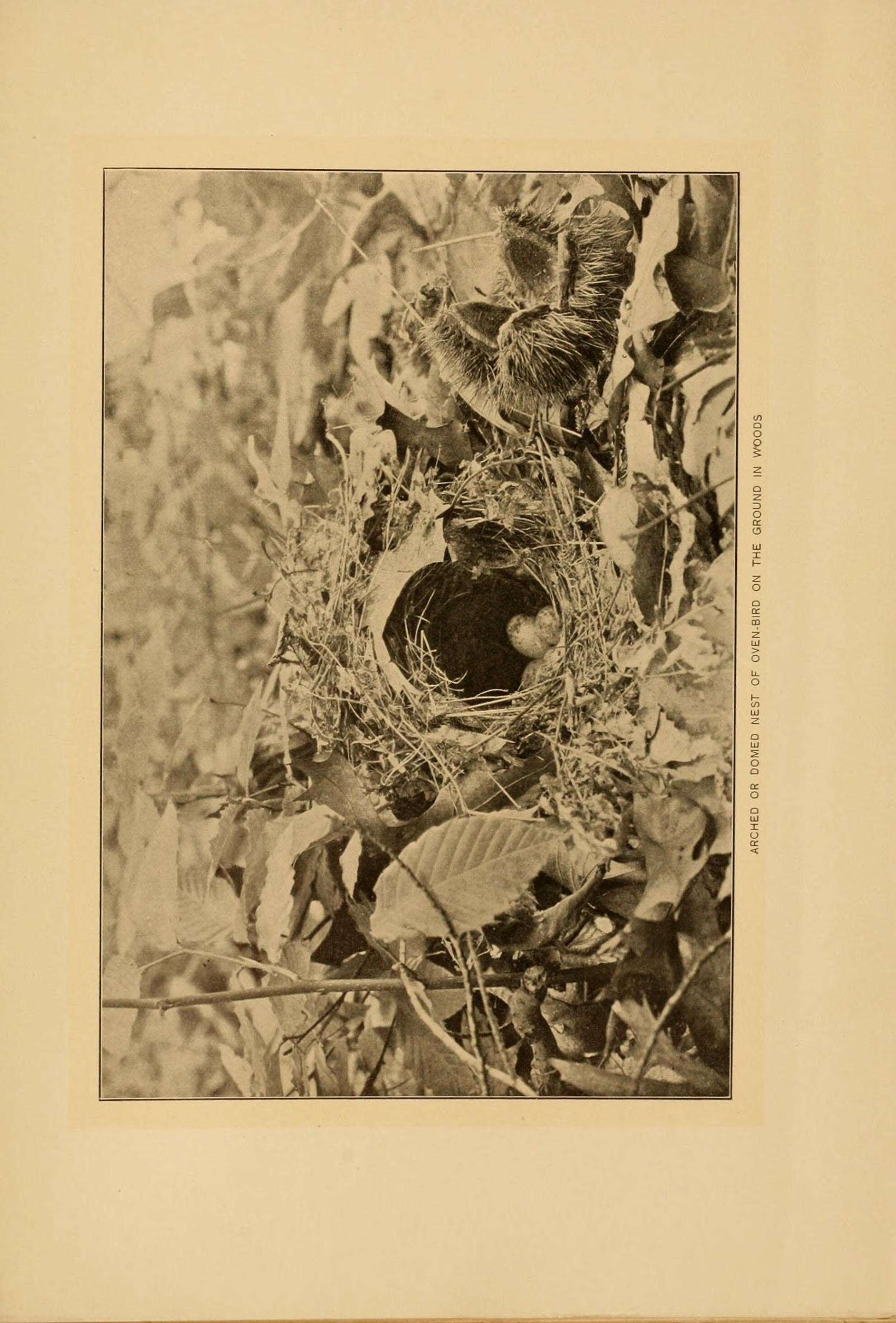 Sivun Seiurus Swainson 1827 kuva