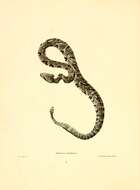 Image of Crotalus oreganus oreganus Holbrook 1840