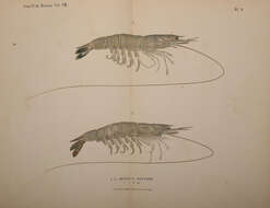 Image of Penaeus Fabricius 1798