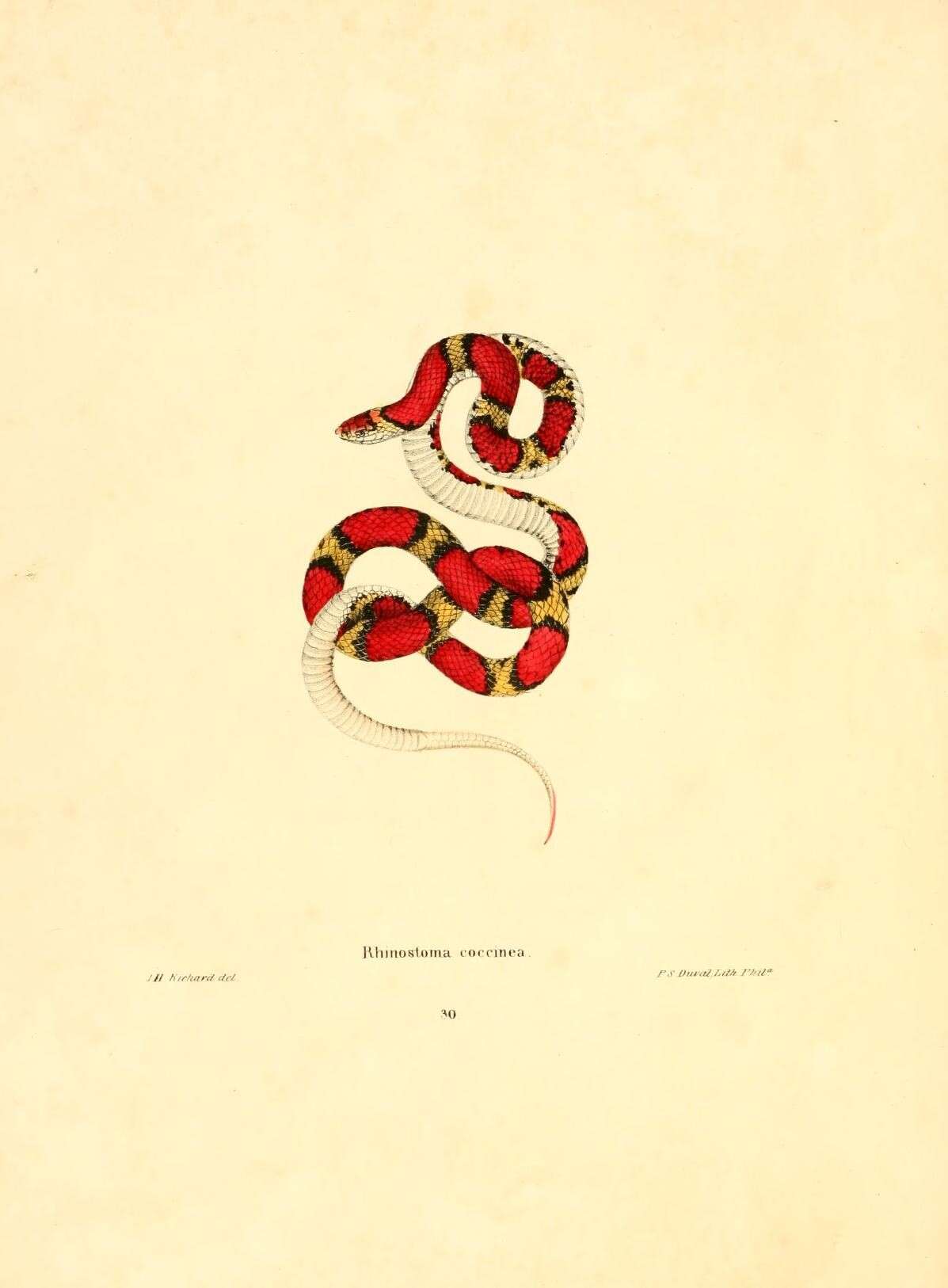 Image of Florida Scarlet Snake