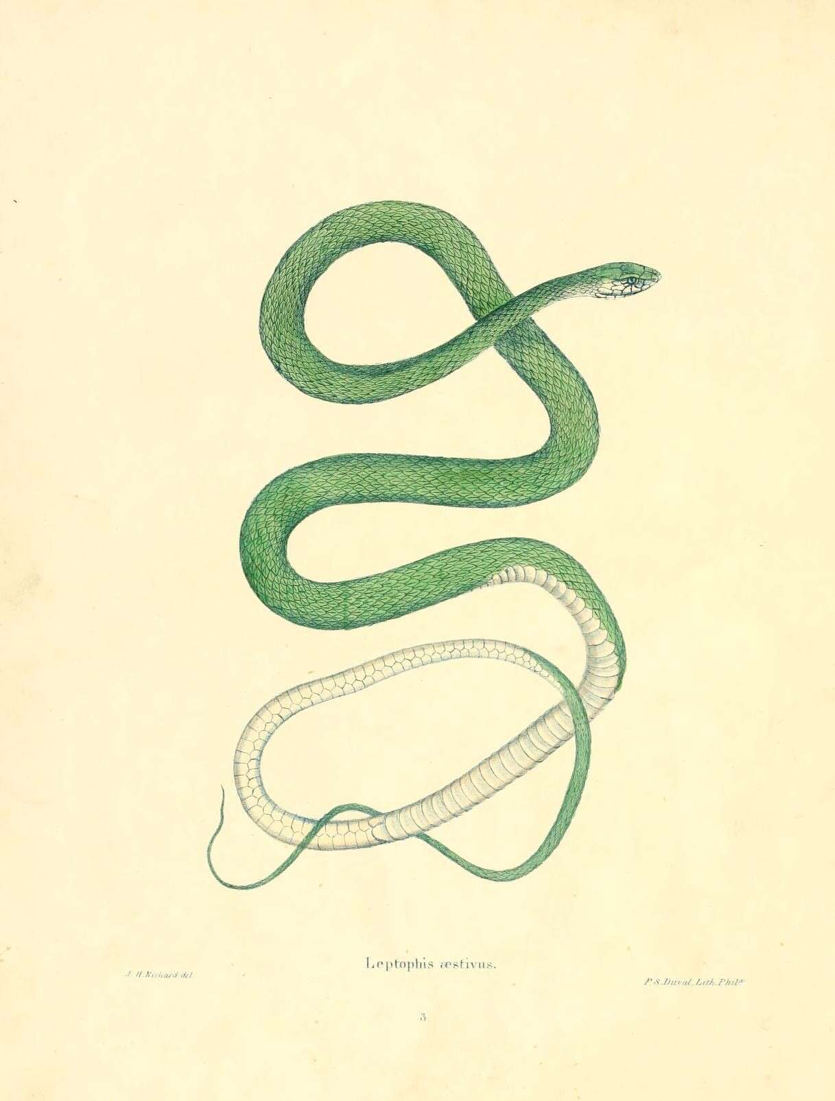 Image of Opheodrys aestivus aestivus (Linnaeus 1766)