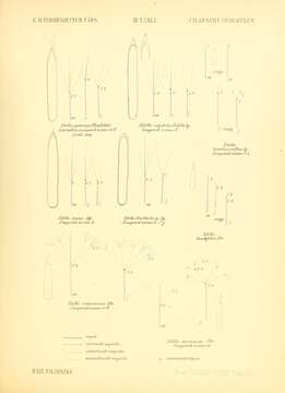 Image of Nitella C. Agardh 1824