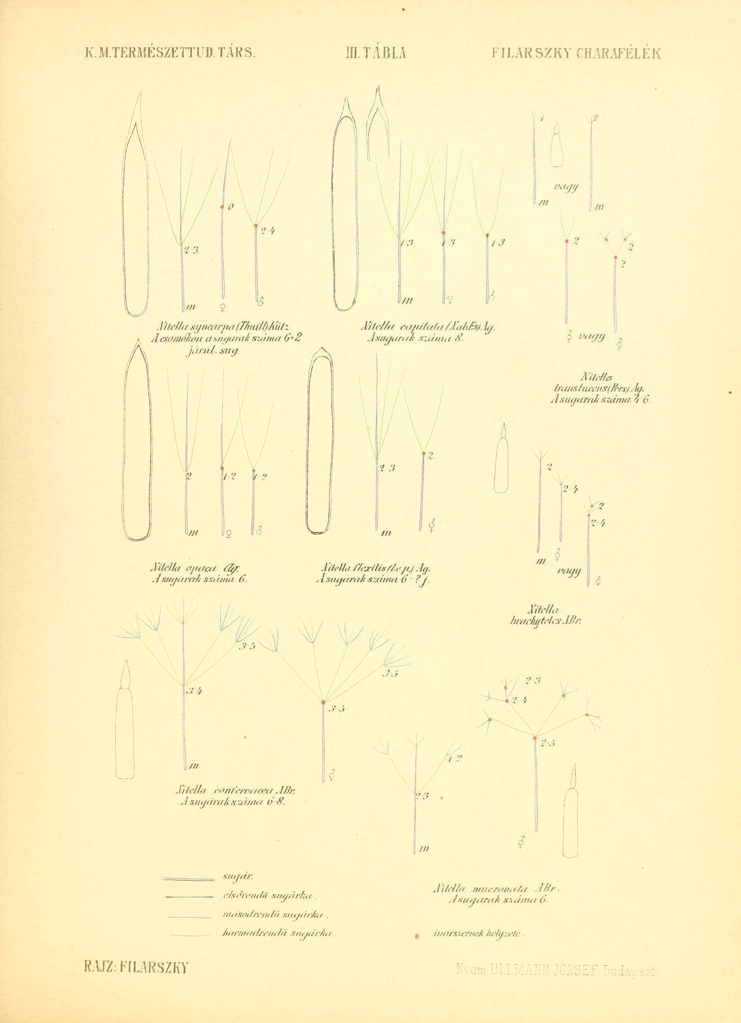 Image of Nitella C. Agardh 1824