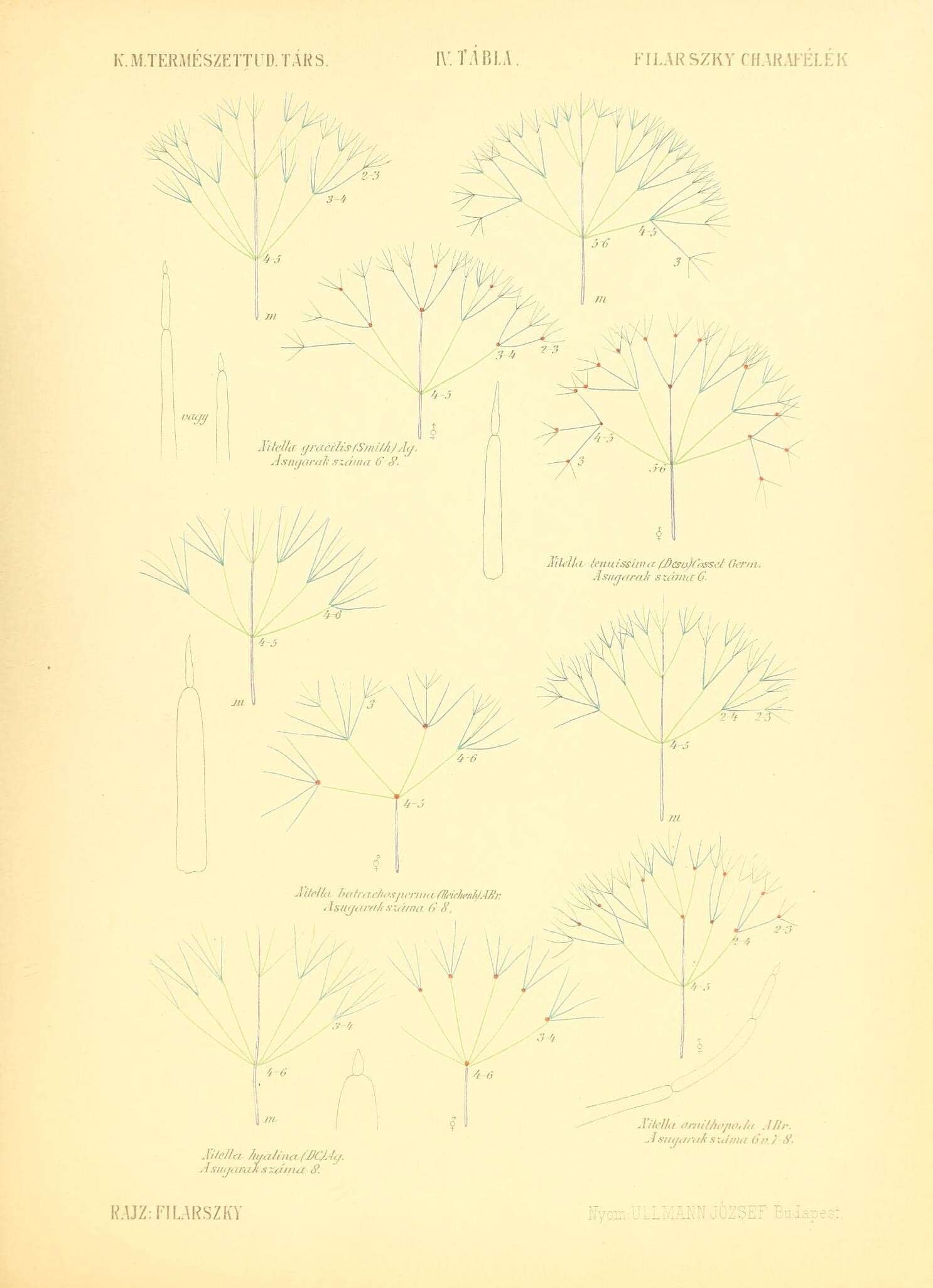 Image of Nitella C. Agardh 1824