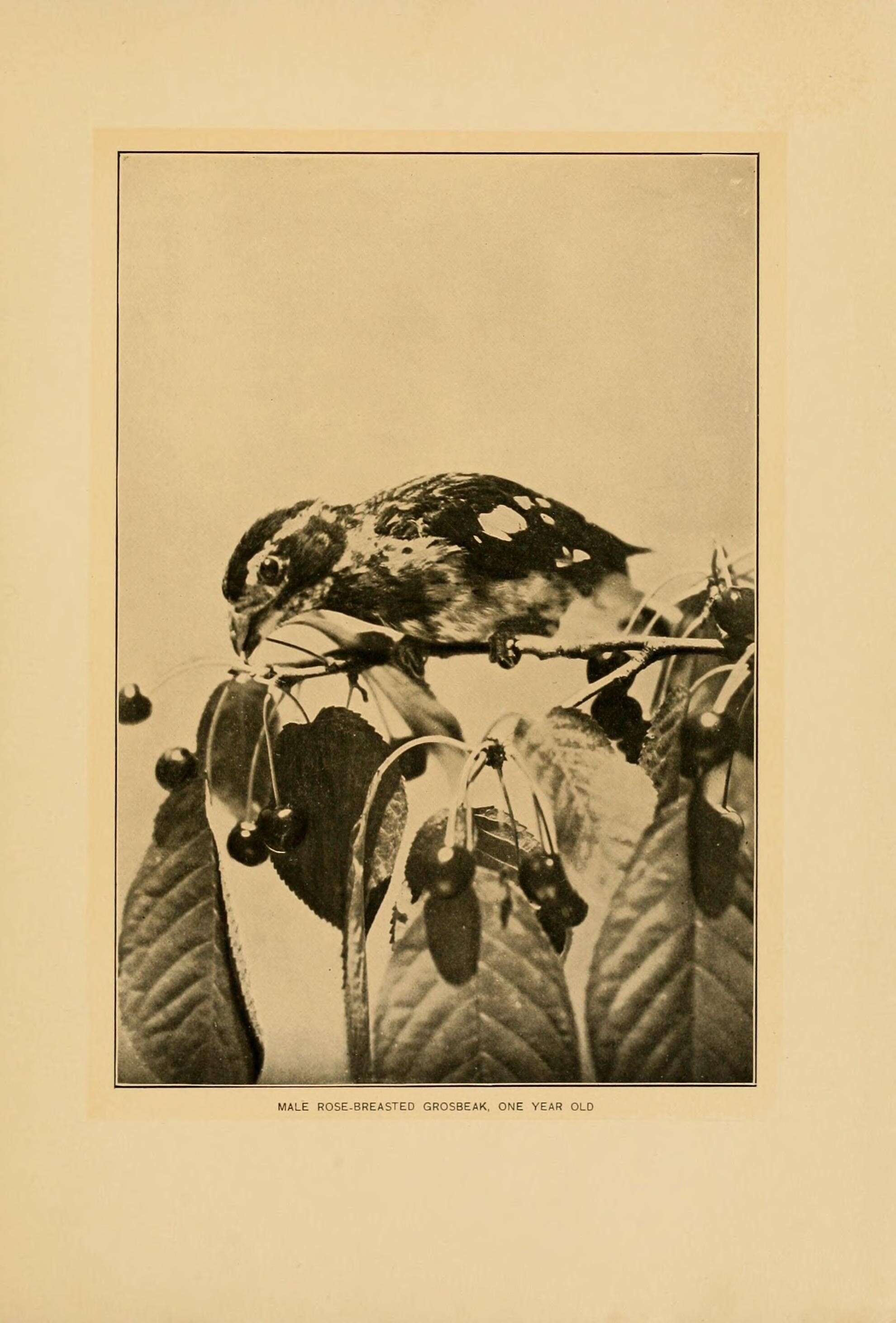 Image of Rose-breasted Grosbeak