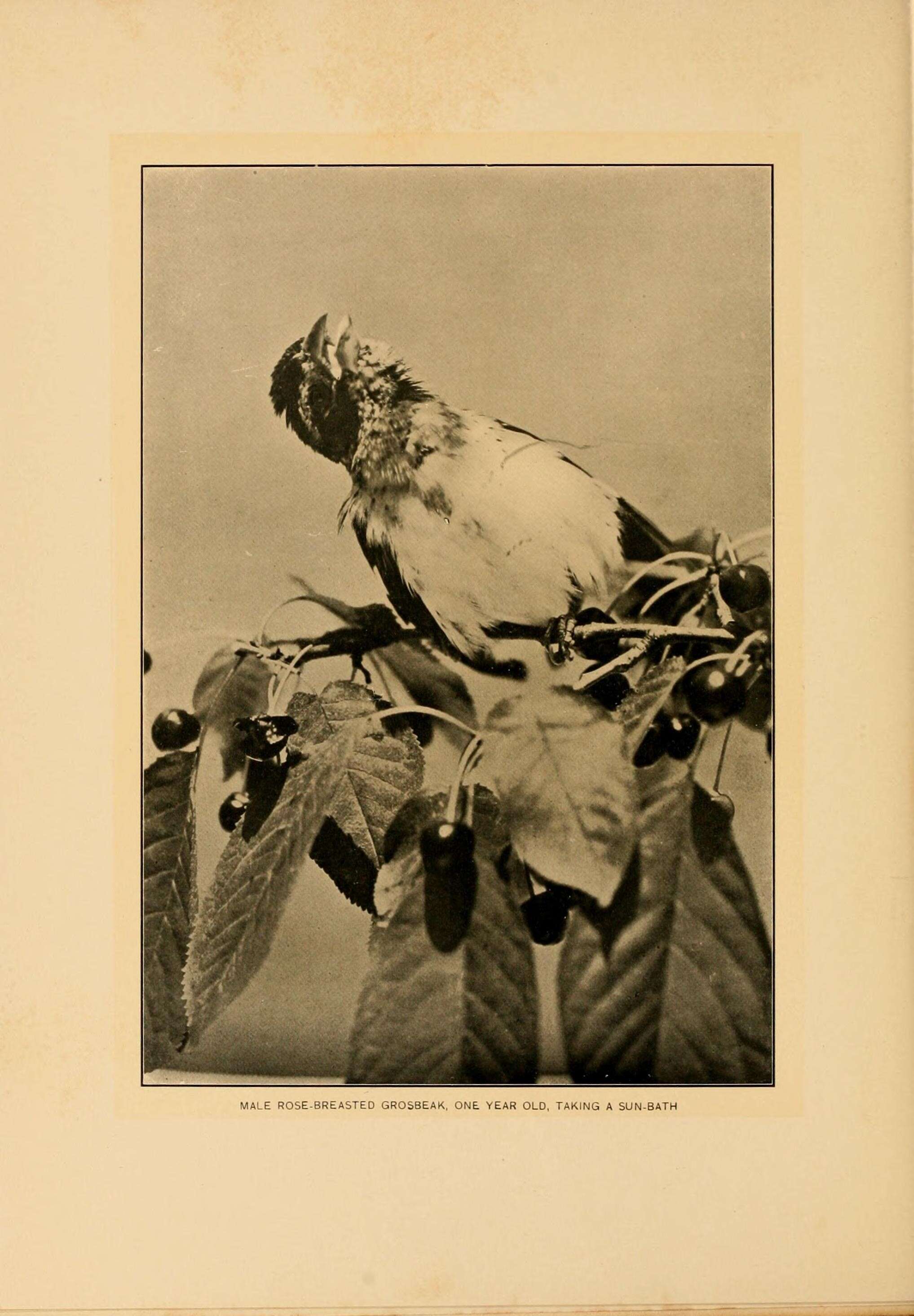 Image of Rose-breasted Grosbeak