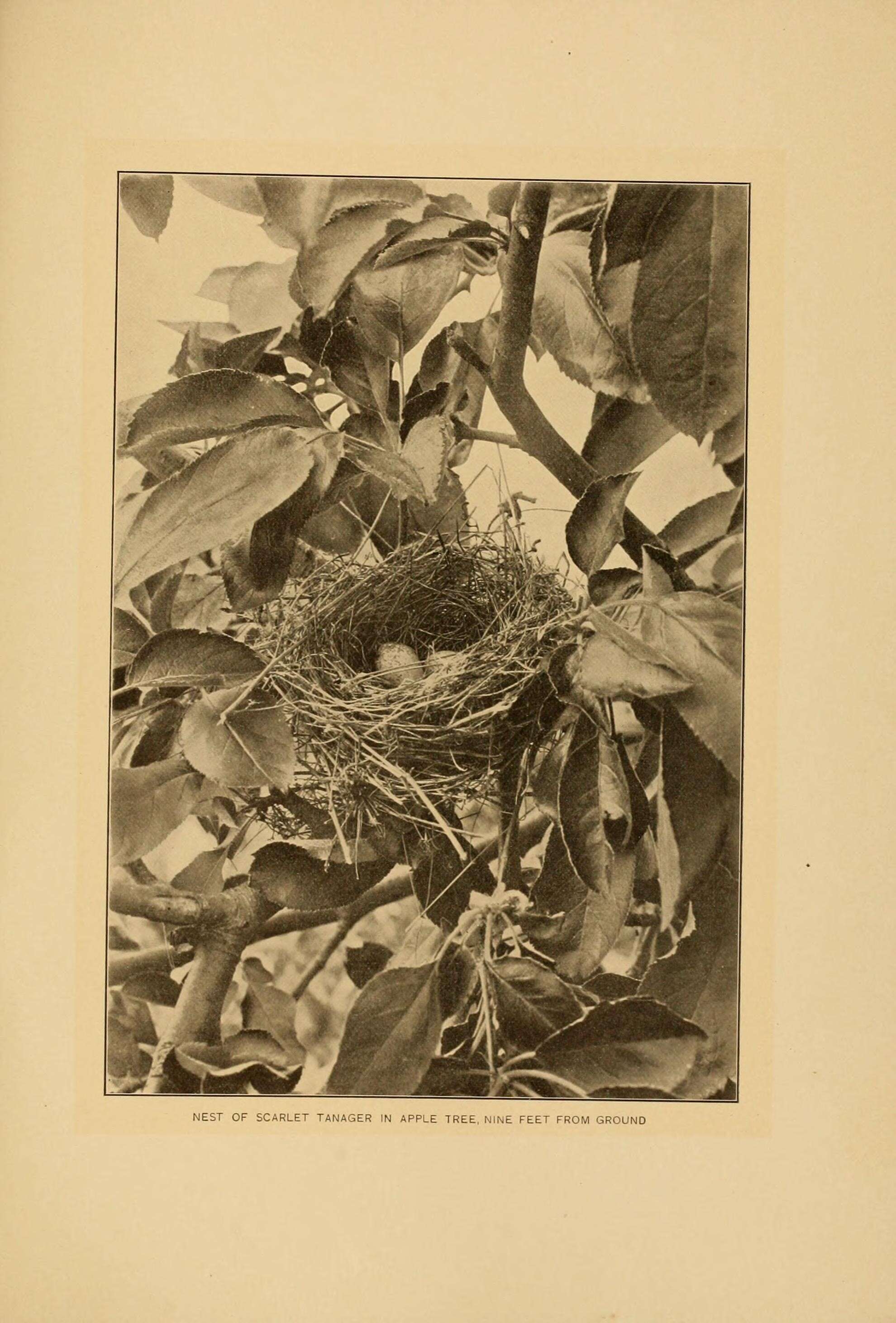 Слика од Piranga olivacea (Gmelin & JF 1789)