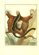 Imagem de Petaurista elegans (Müller 1840)
