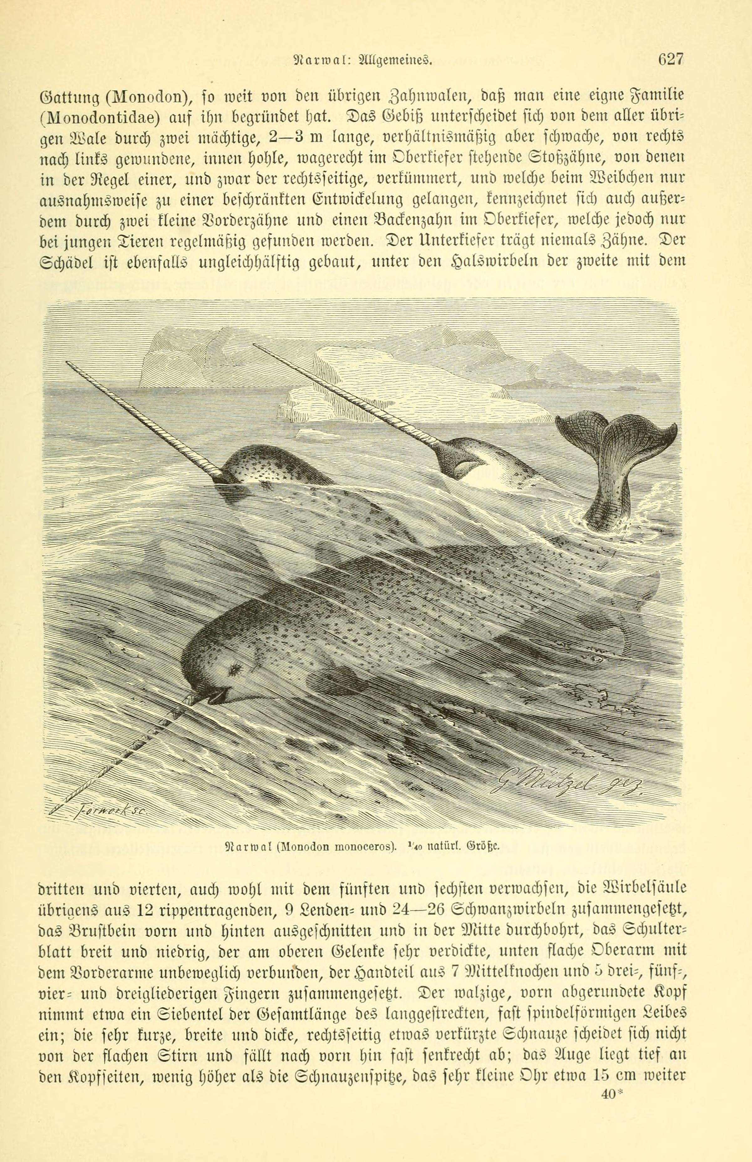 Image of narwhal