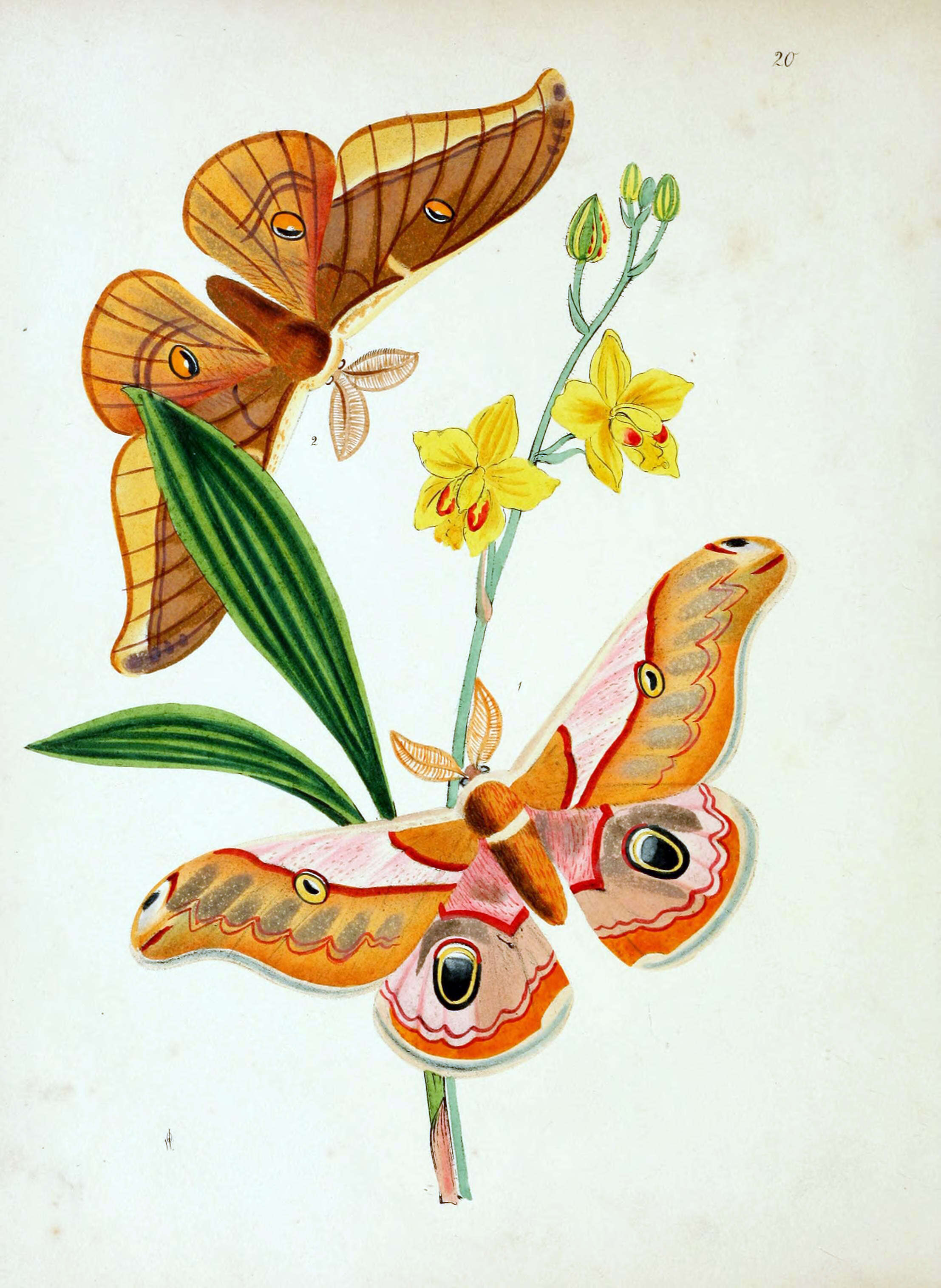Image of Saturnia simla (Westwood 1847)
