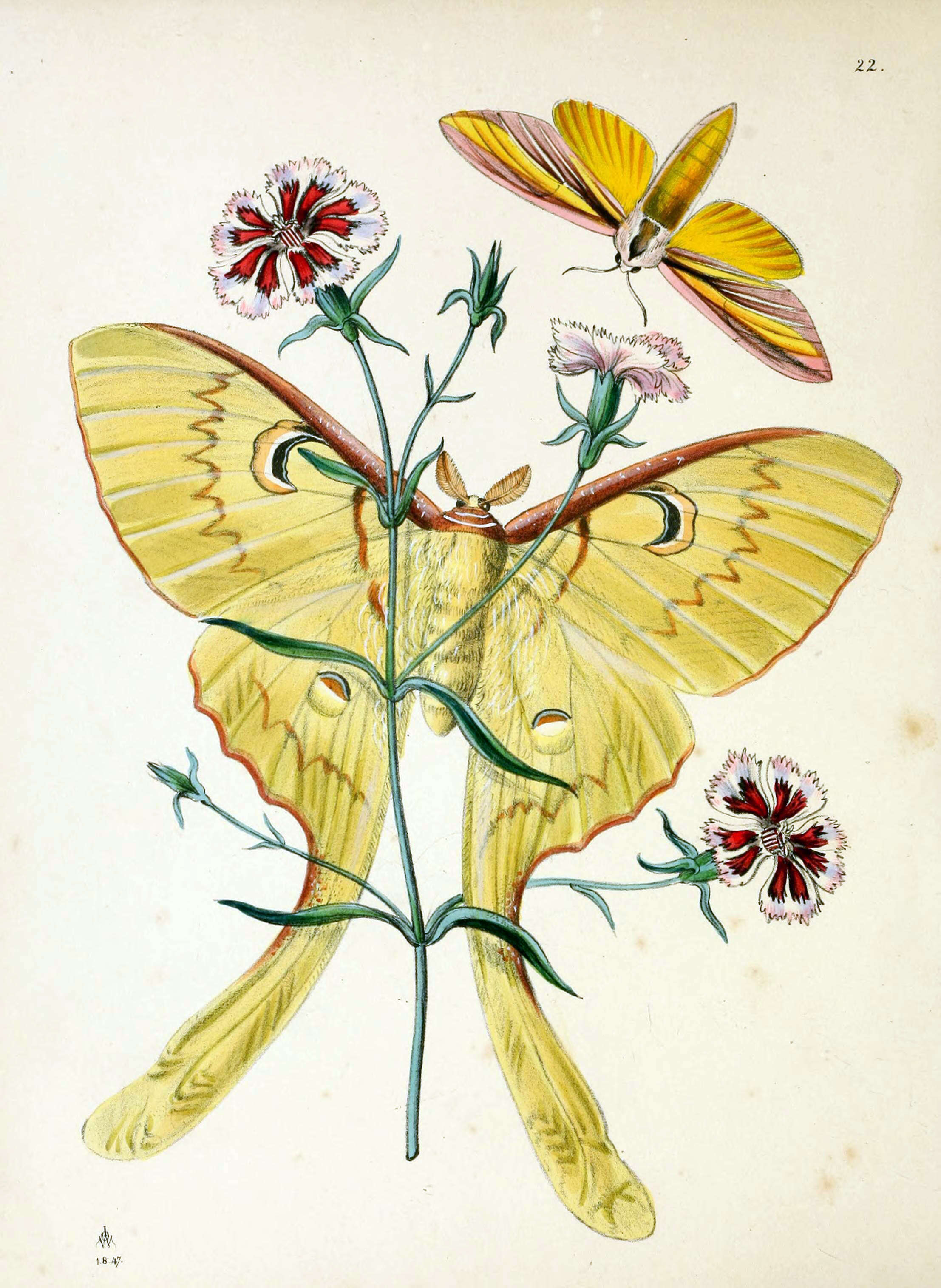 Image de Leucophlebia lineata Westwood 1847
