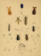 Imagem de Galbella violacea Westwood 1848