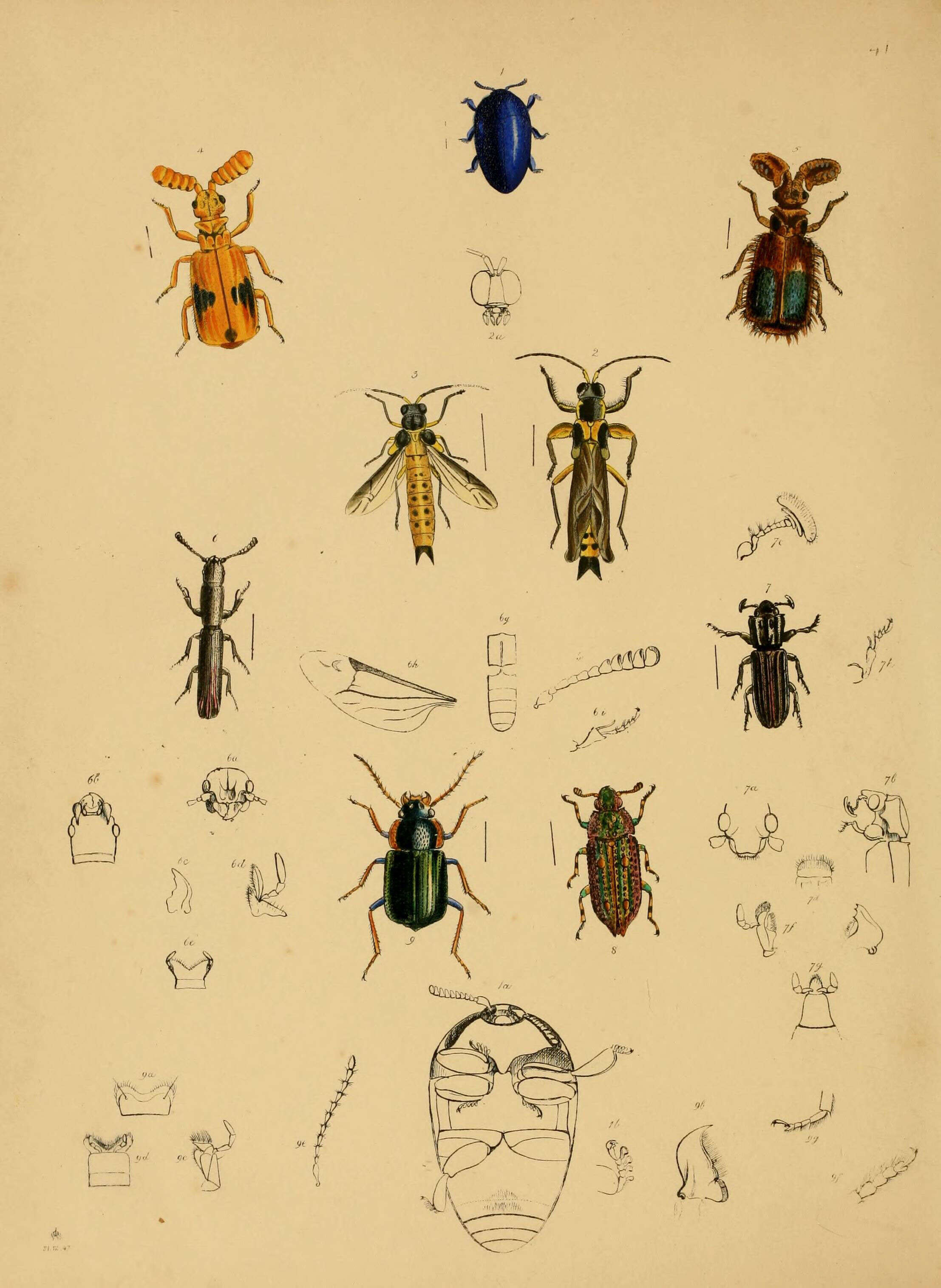 Image of Galbella violacea Westwood 1848