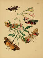 Image of Pyrops spinolae (Westwood 1842)