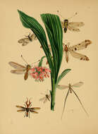 Image of Ogcogaster tessellata (Westwood 1847)