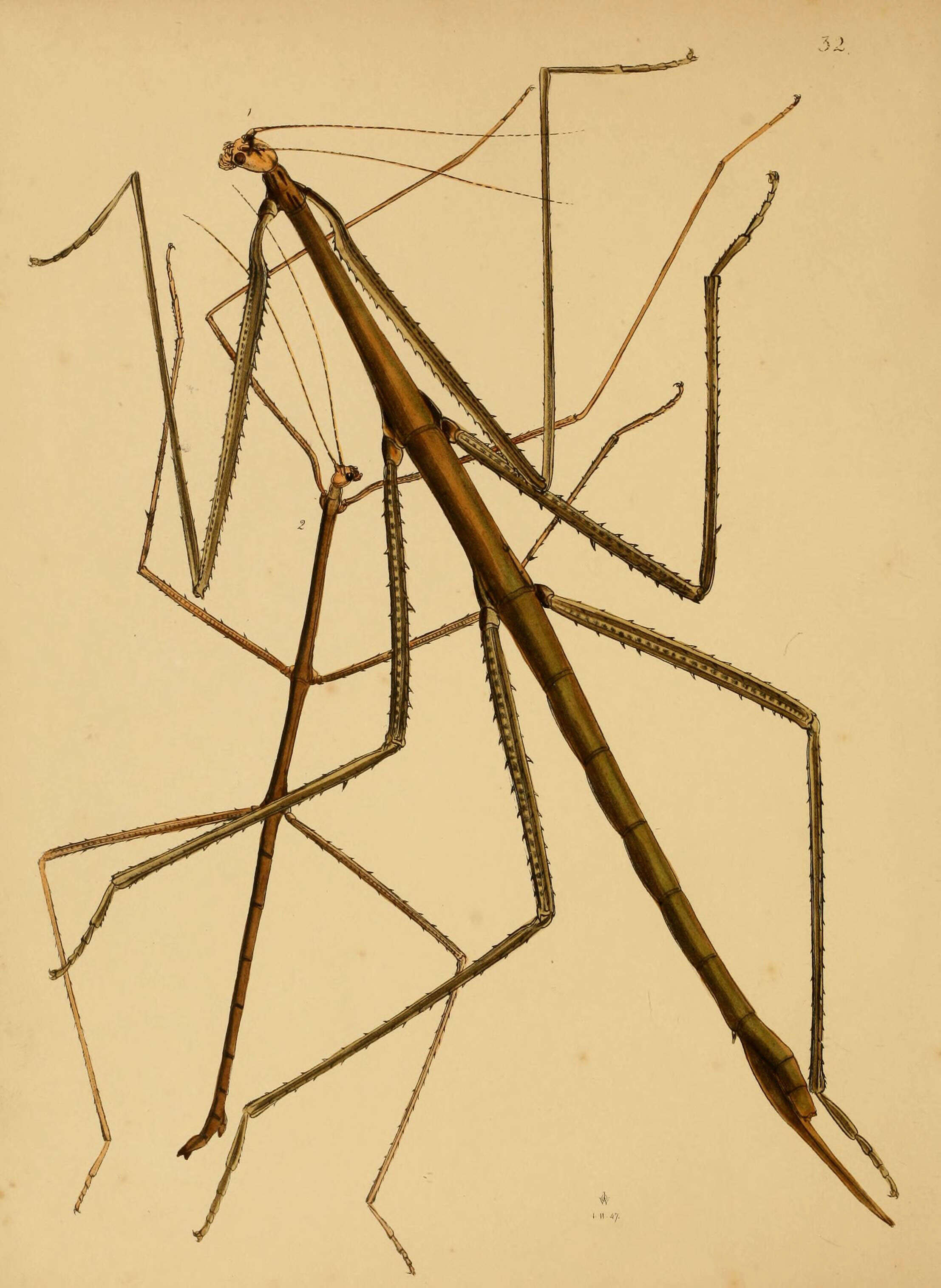 Image of Phryganistria virgea (Westwood 1848)