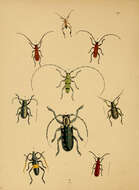 Sivun Callichromopsis telephoroides (Westwood 1848) kuva