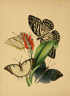 Image of Penthema lisarda Doubleday 1845