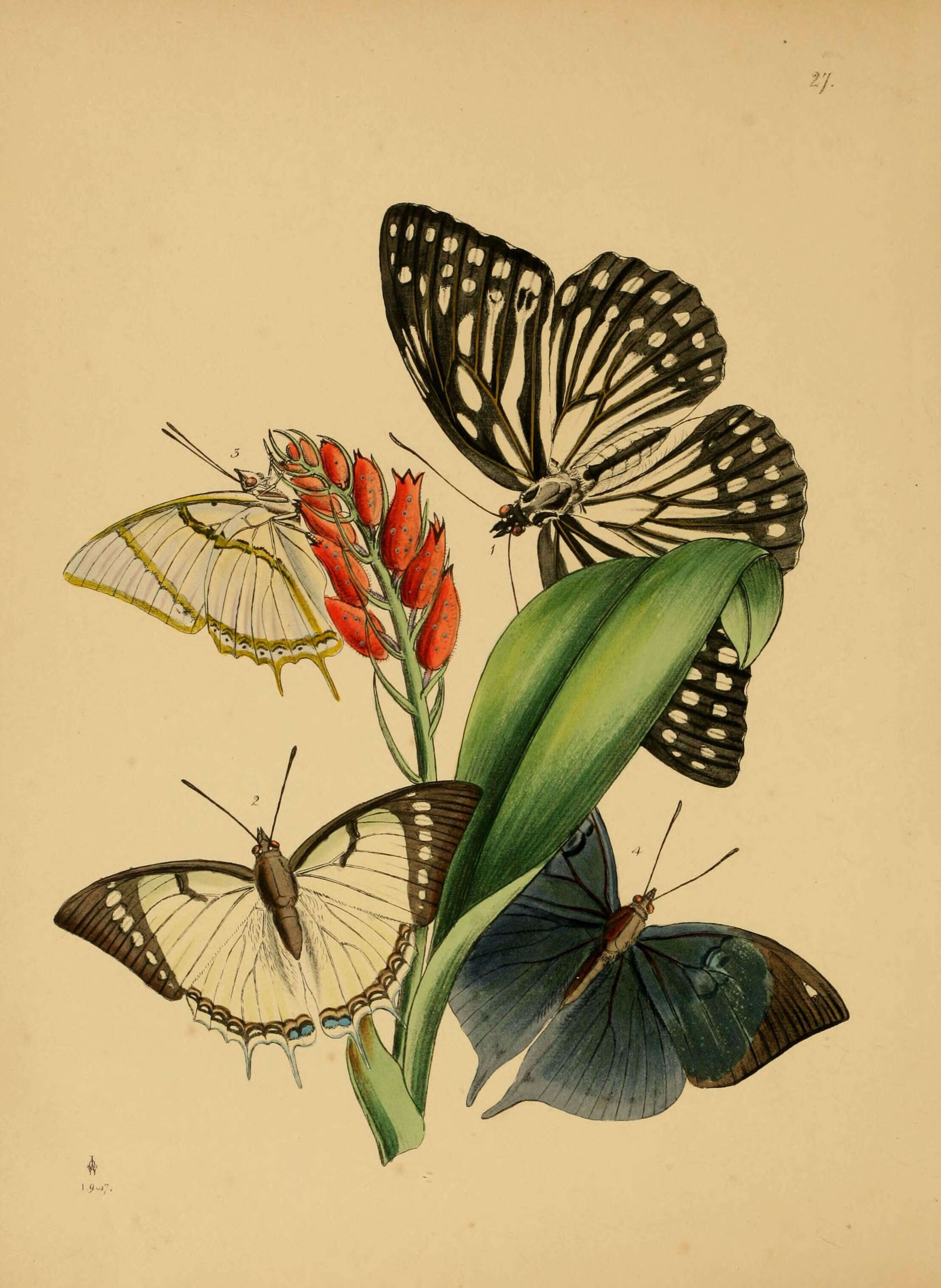 Image of Penthema lisarda Doubleday 1845