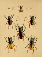 Image of Odontolabis gazella (Fabricius 1787)