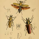 Image of Trictenotoma childreni Gray ex Griffith 1832